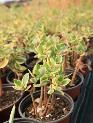 crassula samentosa f. variegata